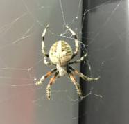 Swarmer termites, Alates