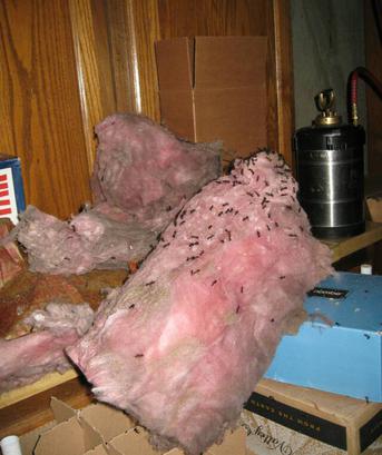 Carpenter ant photo, colony found & destroyed