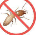 No Termites!